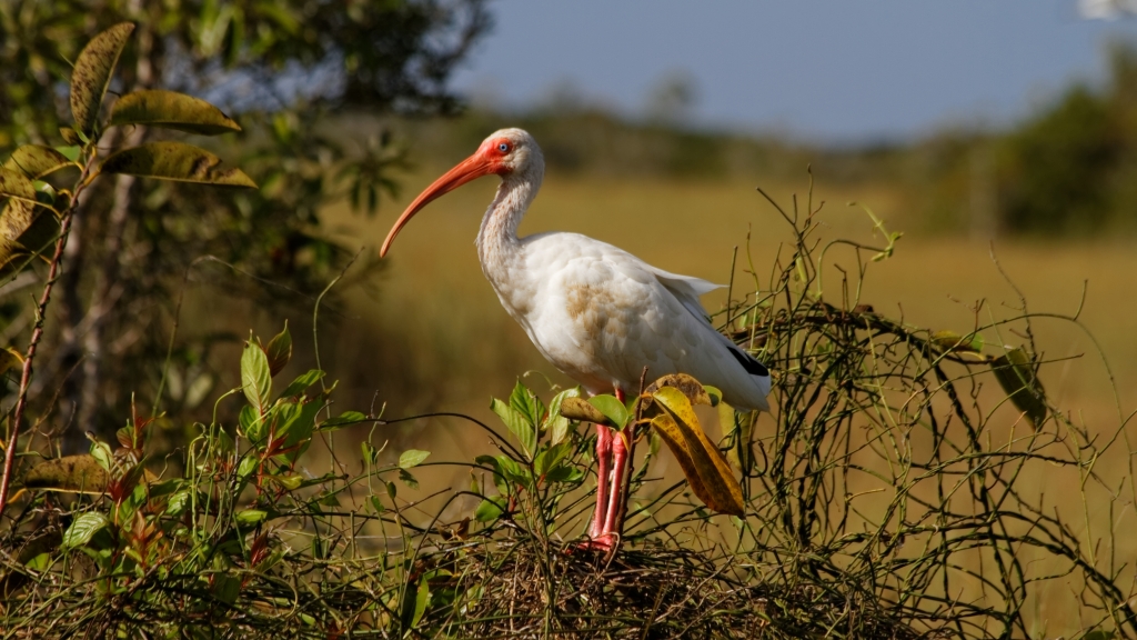 02 - Everglade NP (15).jpg